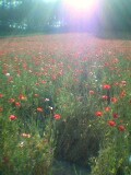 富良野のラベンダー畑にある名称不明の赤い花