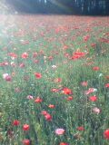 富良野のラベンダー畑にある名称不明の赤い花2