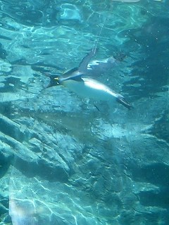 旭山動物園ペンギン